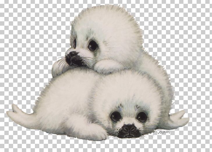 Companion Dog Animaatio Earless Seal PNG, Clipart, Alphabet, Animaatio, Animals, Avatar, Blog Free PNG Download