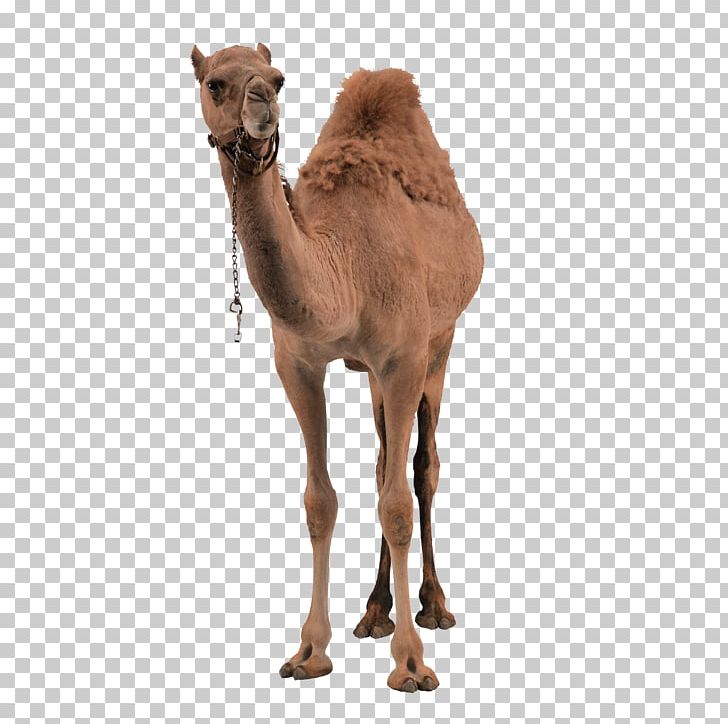 Dromedary Bactrian Camel PNG, Clipart, Animals, Arabian Camel, Bactrian Camel, Camel, Camel Like Mammal Free PNG Download
