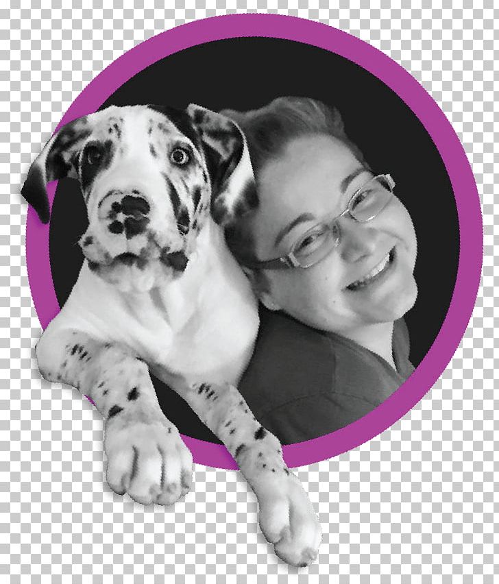 Great Dane Maddie Poppe Dalmatian Dog Puppy Dog Breed PNG, Clipart,  Free PNG Download