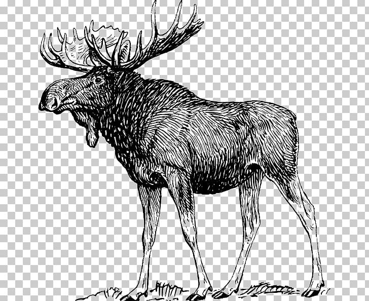 Moose Drawing Art Sketch PNG, Clipart, Antler, Art, Black And White, Cattle Like Mammal, Coloring Book Free PNG Download