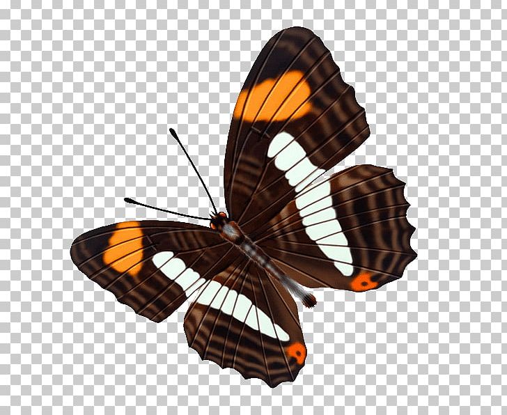 Butterfly Color PNG, Clipart, Arthropod, Blog, Brush Footed Butterfly, Butterfly, Color Free PNG Download