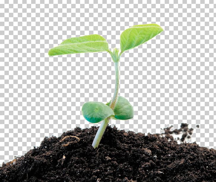 Soybean Sprout Stock Photography Kuromame PNG, Clipart, Kuromame, Leaf, Photography, Plant, Royaltyfree Free PNG Download