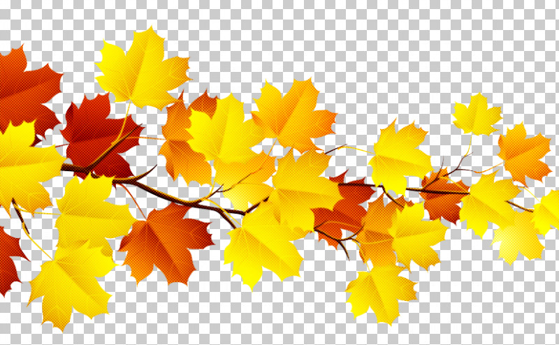 Maple Leaf PNG, Clipart, Autumn, Black Maple, Branch, Leaf, Maple Free PNG Download