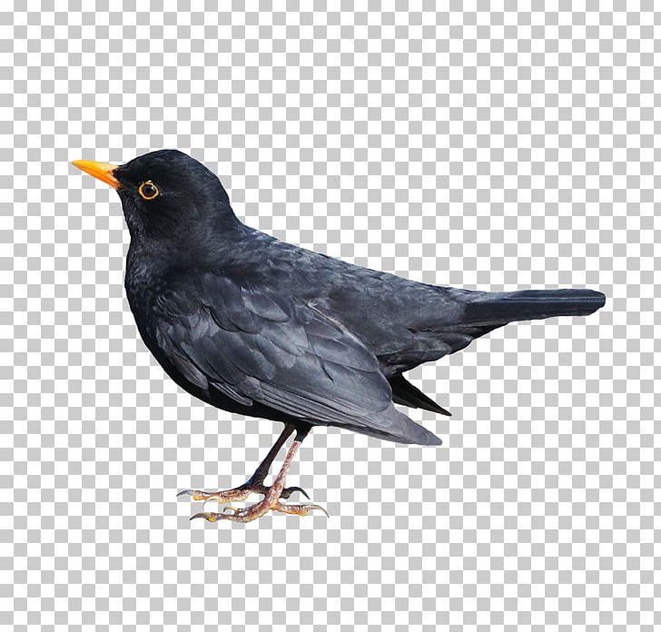 Common Blackbird Stock Photography PNG, Clipart, American Crow, Animals, Beak, Bird, Black And White Free PNG Download