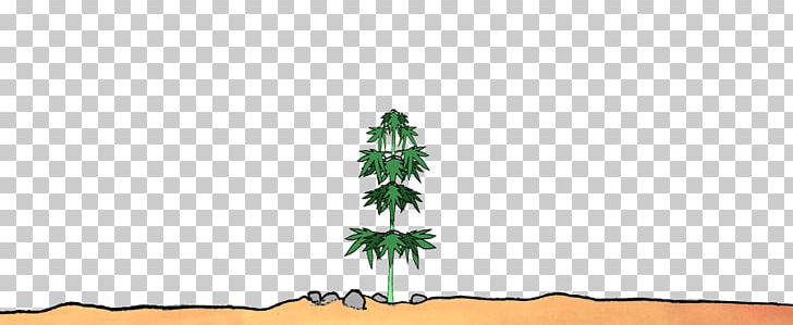 Fir Spruce Christmas Tree Biome PNG, Clipart, Biome, Cannabis Shop, Christmas, Christmas Tree, Conifer Free PNG Download