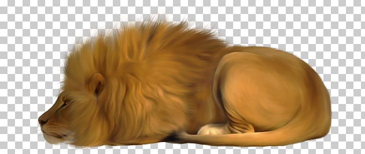 Lion Puppy Felidae Leopard Cat PNG, Clipart, Beasts, Carnivoran, Cat, Cat Like Mammal, Dog Free PNG Download