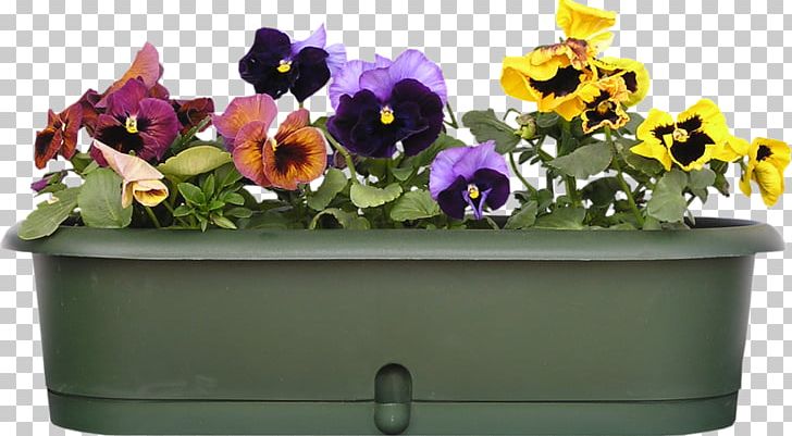 Pansy Balcony Garden Stock.xchng Viola Cornuta PNG, Clipart, Annual Plant, Artificial Flower, Balcony, Bedding, Cut Flowers Free PNG Download