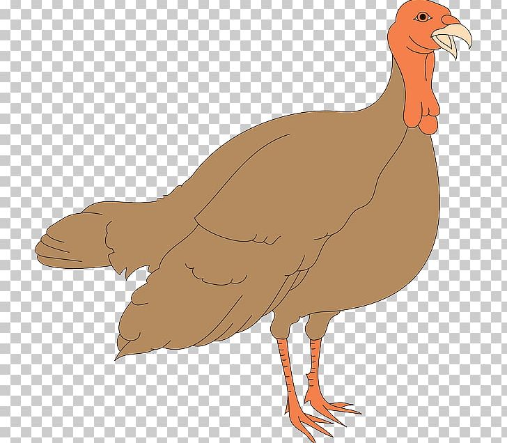 Turkey Meat PNG, Clipart, Beak, Bird, Chicken, Computer Icons, Domesticated Turkey Free PNG Download