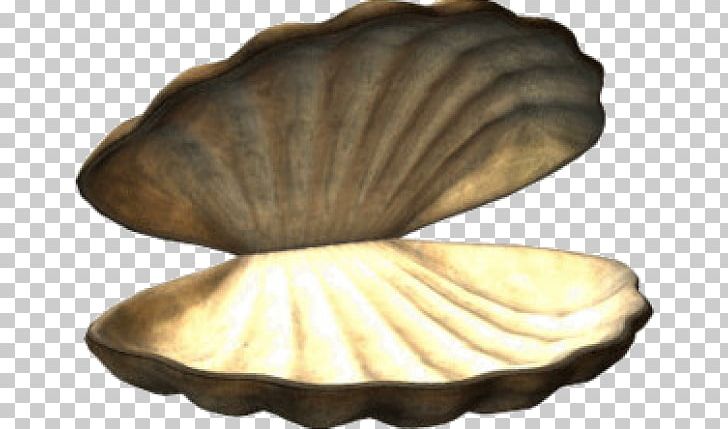Cockle Veneroida Seashell PNG, Clipart, Animals, Artifact, Brown, Cartoon, Clam Free PNG Download