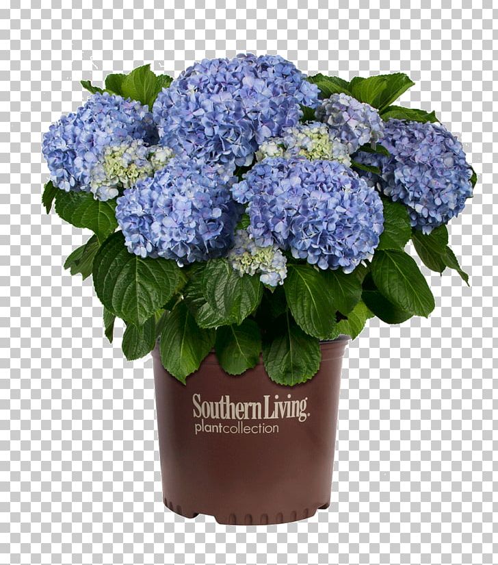 French Hydrangea Shrub Flowerpot PNG, Clipart, Blue, Bougainvillea, Colocasia, Container Garden, Cornales Free PNG Download