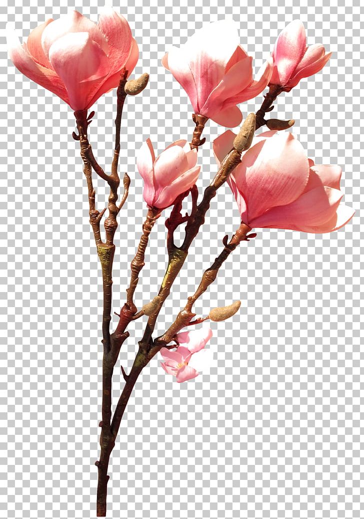 Garden Roses Cut Flowers Rosaceae PNG, Clipart, Blossom, Branch, Bud, Cherry Blossom, Cut Flowers Free PNG Download