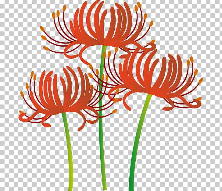 Higan Autumn Illustration Red Spider Lily Png Clipart Artwork Autumn Chrysanths Cut Flowers Daisy Family Free