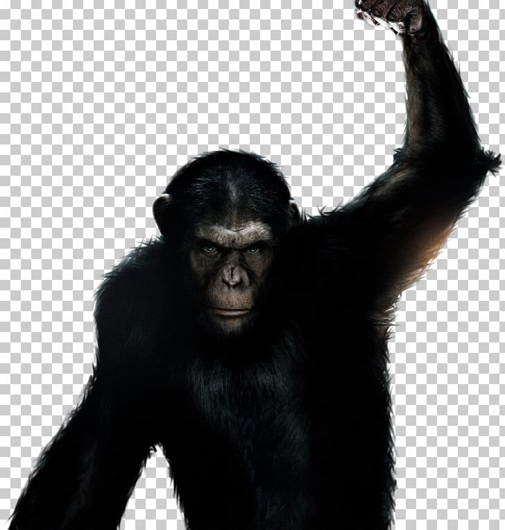 Planet Of The Apes YouTube Science Fiction Film Book PNG, Clipart, Aggression, Ape, Book, Charlton Heston, Chimpanzee Free PNG Download