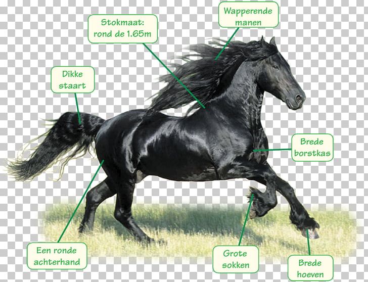 Stallion Friesian Horse Mustang Arabian Horse Bridle PNG, Clipart, Arabian Horse, Barding, Bit, Bridle, Friesian Horse Free PNG Download
