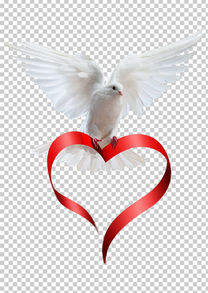 Animation Death Photography PNG, Clipart, Animals, Animation, Asuka, Beak, Bird Free PNG Download