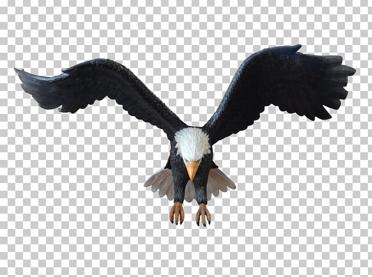 Bald Eagle Themebuilders Philippines Incorporated Themebuilders Philippines PNG, Clipart, Accipitriformes, Angeles, Animals, Bald Eagle, Beak Free PNG Download