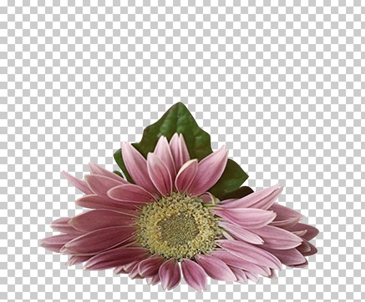 Flower PNG, Clipart, Animation, Annual Plant, Aster, Chrysanthemum, Chrysanths Free PNG Download