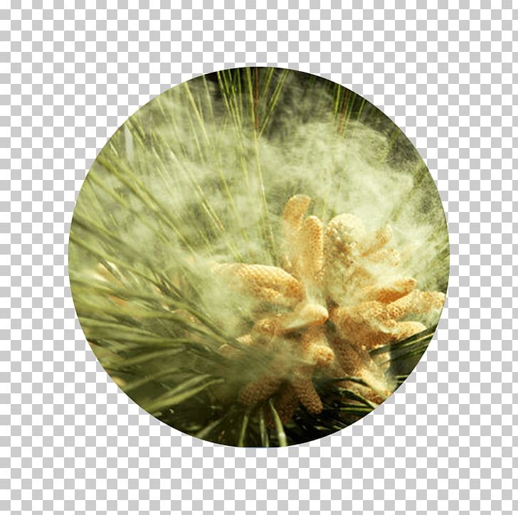 Pollen 松花粉 Tree Bee Scots Pine PNG, Clipart, Allergy, Bee, Catkin, Conifer Cone, Dust Free PNG Download