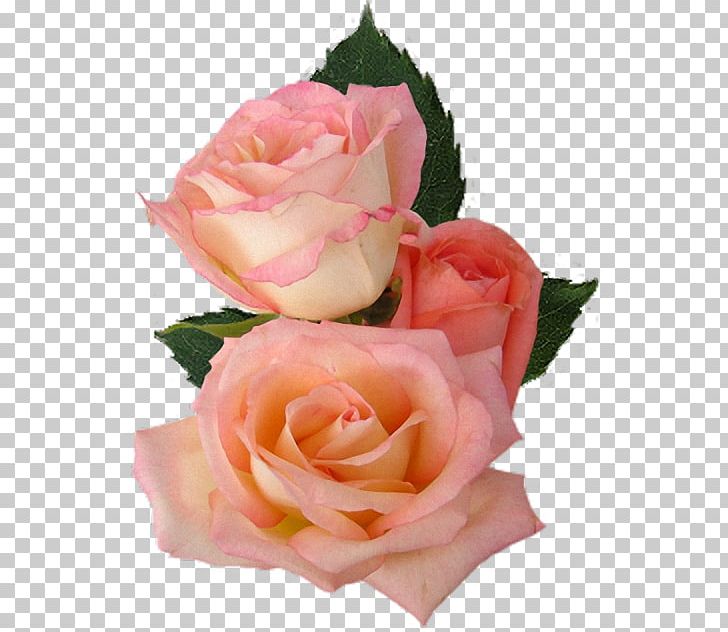 Garden Roses Cabbage Rose Floristry PNG, Clipart, Artificial Flower, Birthday, Cut Flowers, Floribunda, Floristry Free PNG Download
