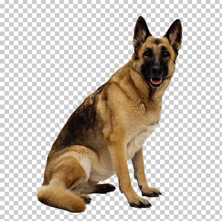 German Shepherd Puppy PNG, Clipart, Animals, Belgian Shepherd Malinois, Carnivoran, Catoftheday, Dog Breed Free PNG Download