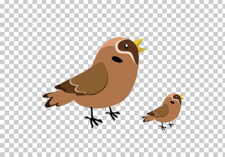 Beak PNG, Clipart, Beak, Bird, Clip Art, Fauna, Little Bird Decor Free PNG Download
