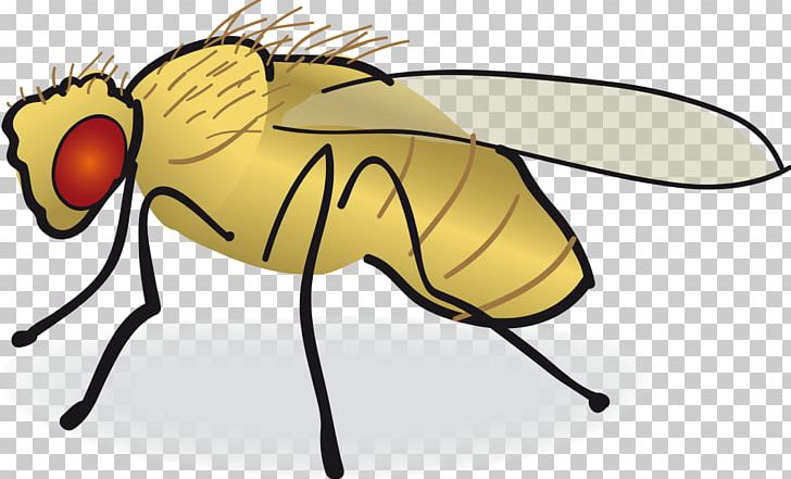 Common Fruit Fly Drawing PNG, Clipart, Arthropod, Artwork, Bee, Clip Art, Common Fruit Fly Free PNG Download
