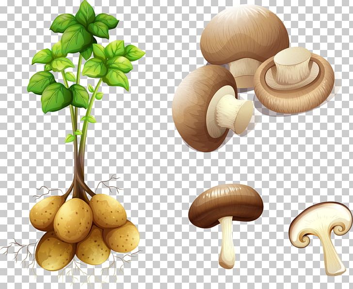 Potato Plant Stem PNG, Clipart, Food, Fruit, Hand, Hand Drawn, Happy Birthday Vector Images Free PNG Download