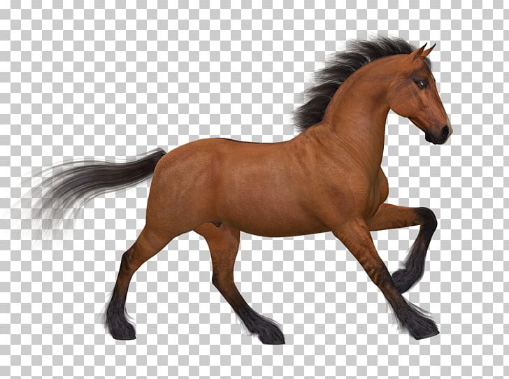 Arabian Horse Foal Portable Network Graphics Stallion Pony PNG, Clipart, Animal Figure, Arabian Horse, Bridle, Colt, Computer Icons Free PNG Download