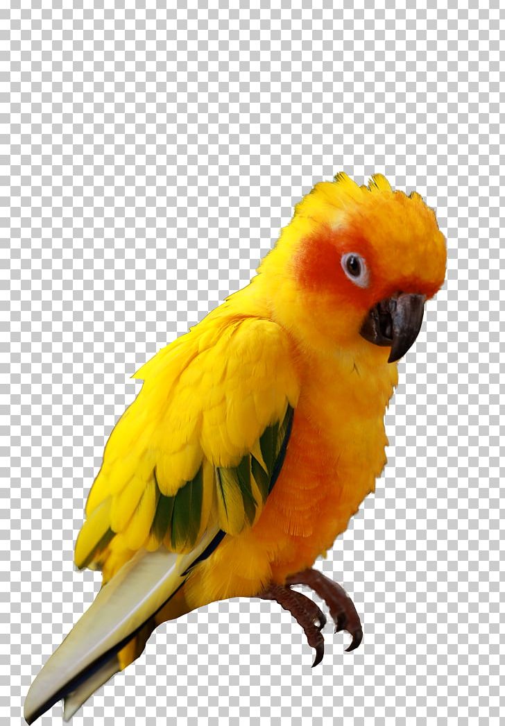 Companion Parrot Bird Budgerigar Sun Conure PNG, Clipart, Animals, Beak, Bird, Blueandyellow Macaw, Budgerigar Free PNG Download