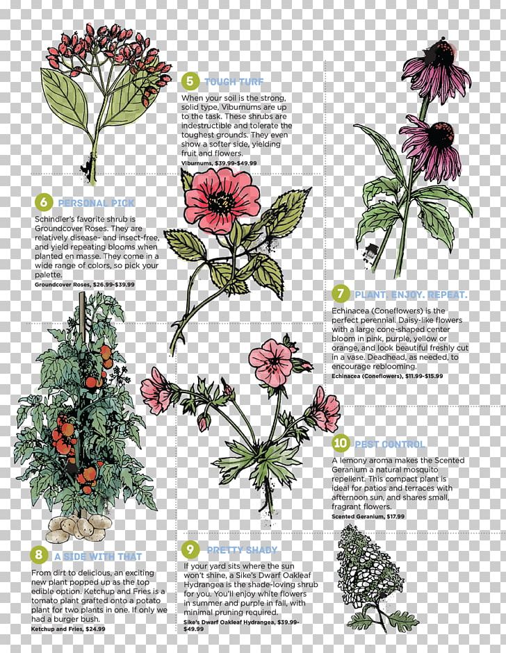 Perennial Plant Foraging & Feasting: A Field Guide And Wild Food Cookbook Flower Purple Deadnettle PNG, Clipart, Annual Plant, Common Nettle, Deadnettles, Edible Plant Stem, Flora Free PNG Download