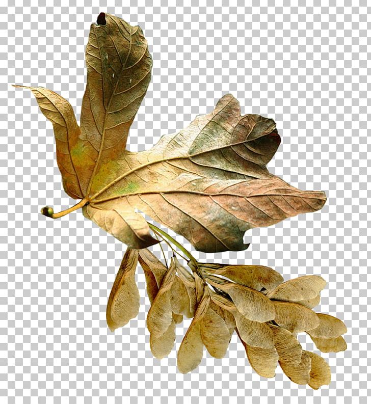 Plant Aceraceae Photography PNG, Clipart, Aceraceae, Auglis, Autumn, Brown, Flower Free PNG Download