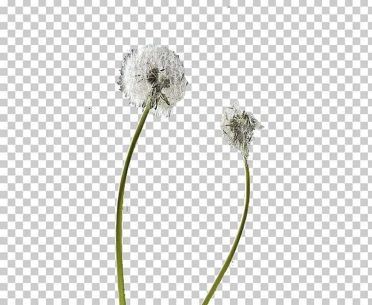Flower Dandelion Pissenlit Plant PNG, Clipart, Amazing Nature, Dandelions, Decoration, Encapsulated Postscript, Euclidean Vector Free PNG Download