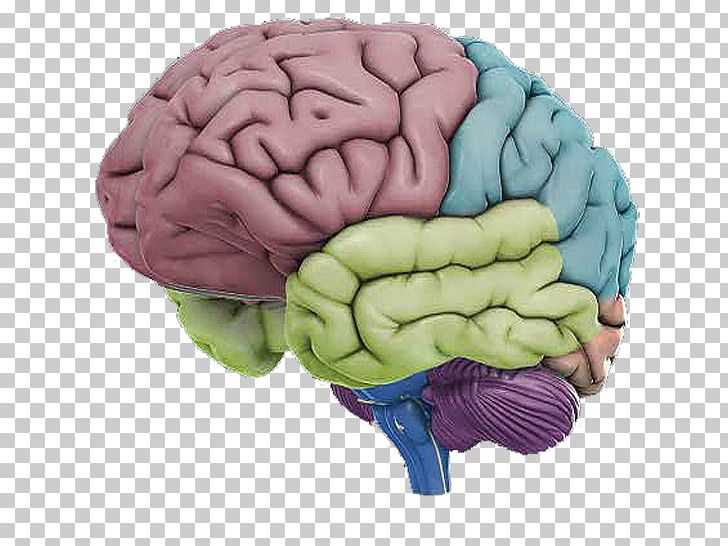 Human Brain Human Anatomy Human Body PNG, Clipart, Anatomy, Brain, Brain Atlas, Brain Mapping, Brainstem Free PNG Download
