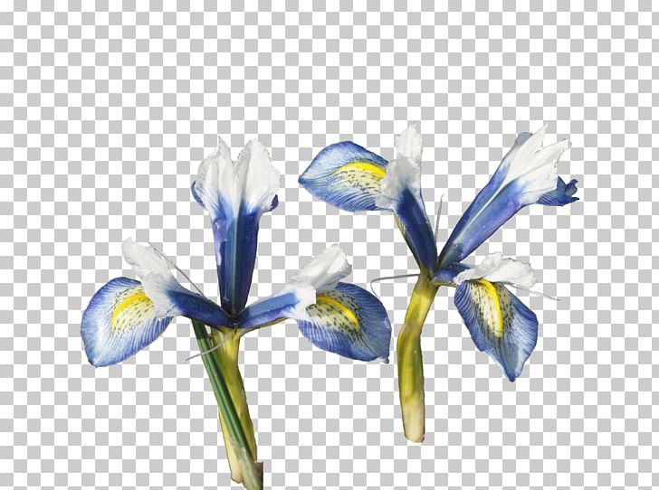 Orris Root Irises Cut Flowers PNG, Clipart, Blue, Com, Cut Flowers, Flora, Flower Free PNG Download