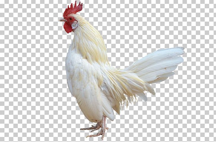 Rooster Chicken Bird PNG, Clipart, Animals, Beak, Bird, Chicken, Computer Icons Free PNG Download