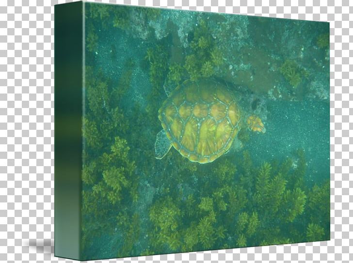 Sea Turtle Ecosystem Pond Turtles Marine Biology PNG, Clipart, Animals, Aqua, Biology, Ecosystem, Emydidae Free PNG Download