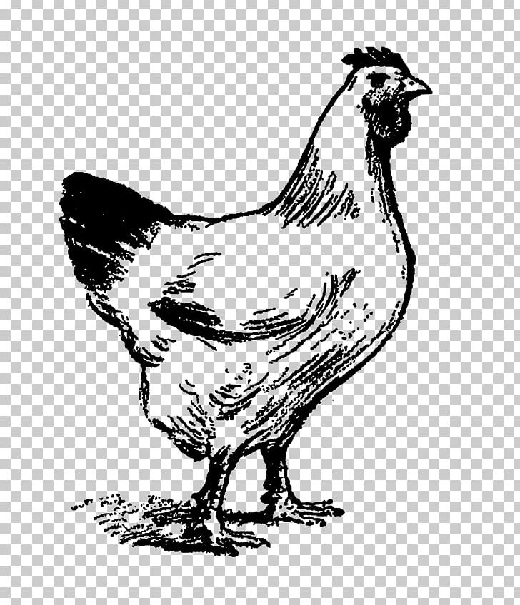 Chicken Rooster Illustration Duck PNG, Clipart, Animals, Art, Beak, Bird, Black And White Free PNG Download