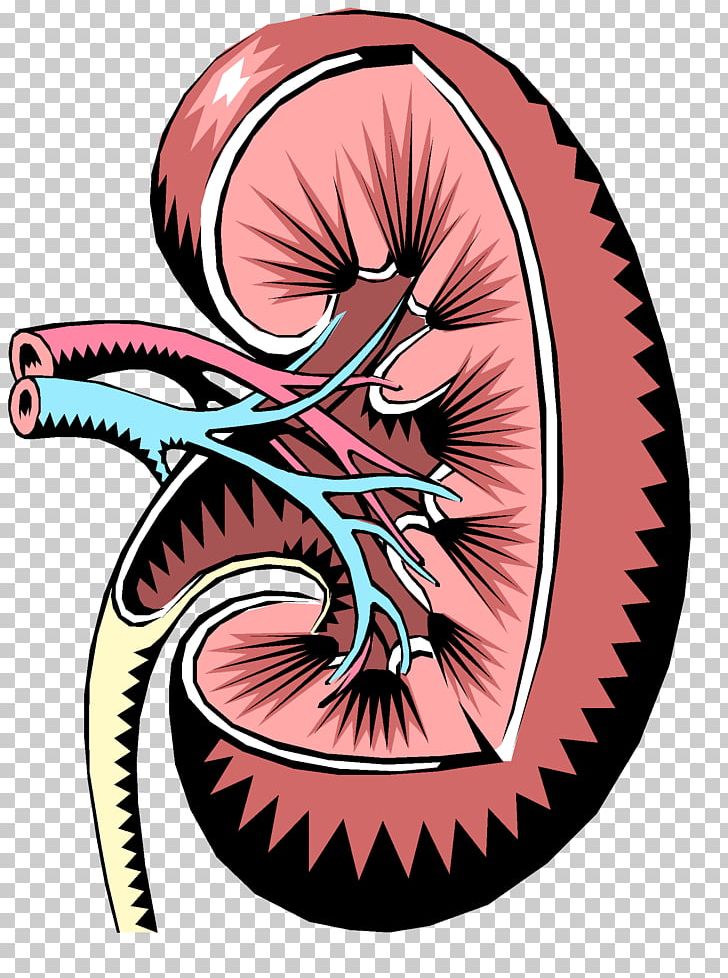 Chronic Kidney Disease Renal Function Excretory System PNG, Clipart, Acute Kidney Failure, Anatomy, Chronic Kidney Disease, Dialysis, Fictional Character Free PNG Download