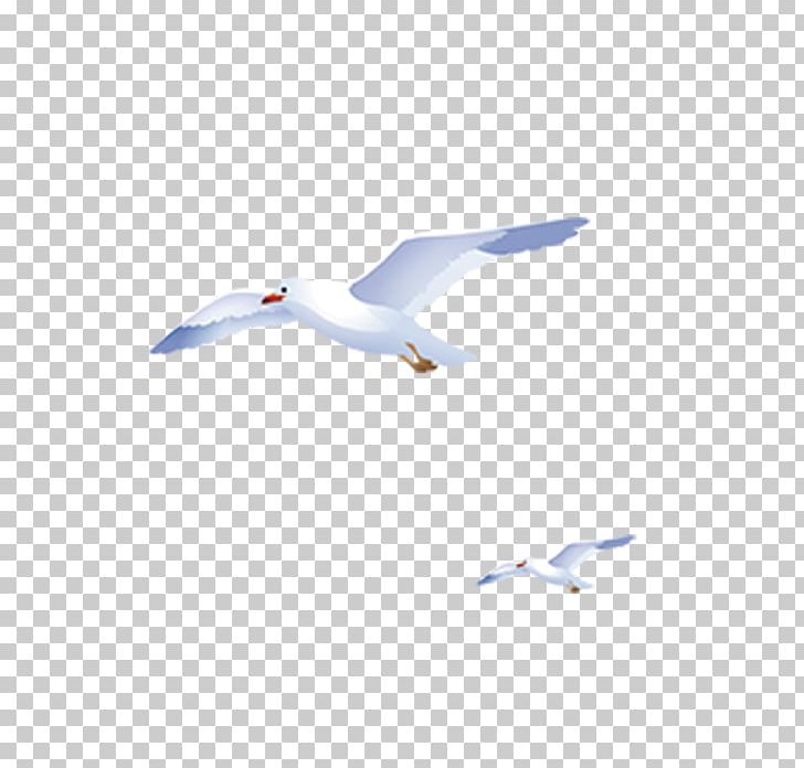 Flight Sky European Herring Gull PNG, Clipart, Baiyun, Beak, Bird, Blue, Blue Background Free PNG Download