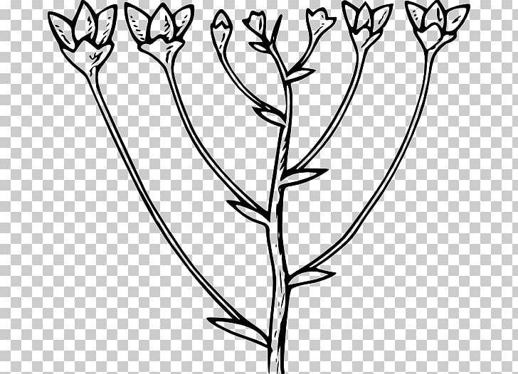 Botany Leaf Branch PNG, Clipart, Black And White, Botany, Branch, Computer Icons, Daffodil Free PNG Download