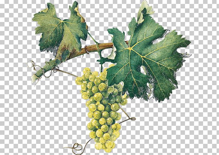 Sultana Common Grape Vine Vigne Fruit PNG, Clipart, Animaatio, Auglis, Common Grape Vine, Flowering Plant, Food Free PNG Download