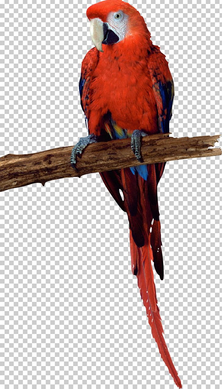 Budgerigar Parrot Parakeet Bird Macaw PNG, Clipart, Airport, Animal, Animals, Beak, Bird Free PNG Download