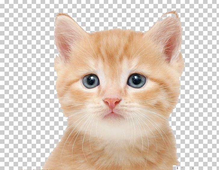 Cat Kitten Puppy Dog Cuteness PNG, Clipart, American Wirehair, Animals, Carnivoran, Cat, Cat Breed Free PNG Download