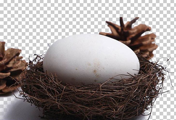 Domestic Goose Tea Egg PNG, Clipart, Animals, Bird Nest, Broken Egg, Chicken Egg, Domestic Goose Free PNG Download