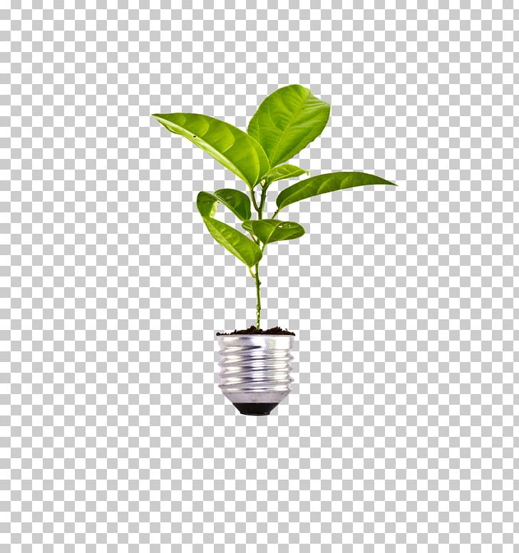 Plant Bulb Stock Photography Soil PNG, Clipart, Bulb, Concept, Earth, Energy, Environmental Free PNG Download