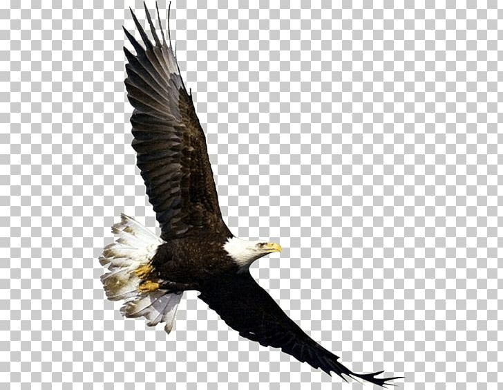 Bald Eagle Bird Flight White-tailed Eagle PNG, Clipart, Accipitriformes, Animal, Bald Eagle, Beak, Bird Free PNG Download