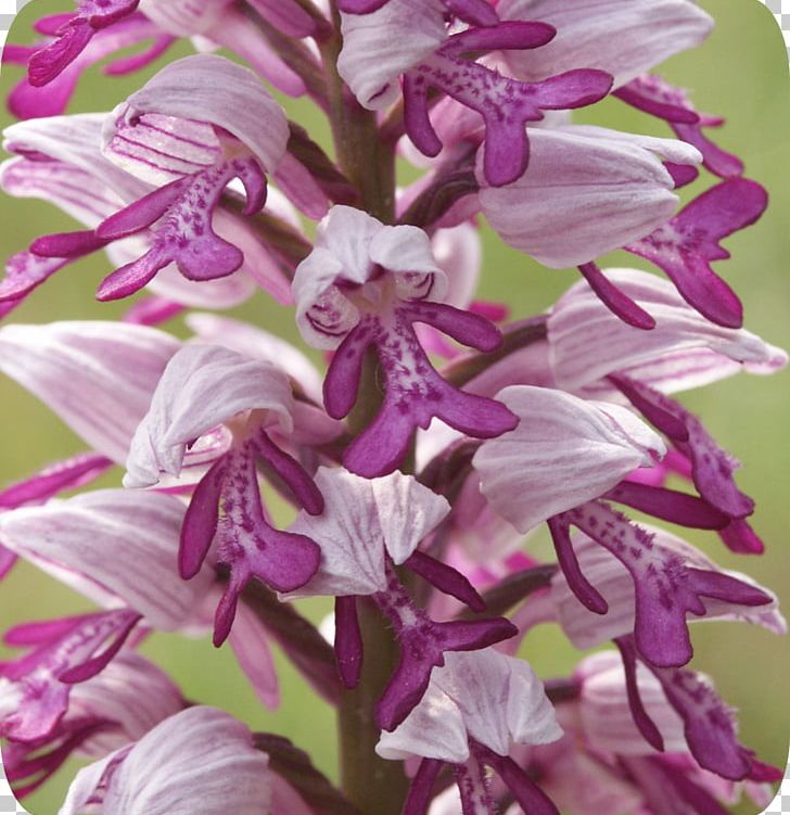 Dendrobium Orchis Militaris Orchids Naked-man Orchid .de PNG, Clipart, Asparagales, Common Sage, Dendrobium, Flora, Flores Free PNG Download