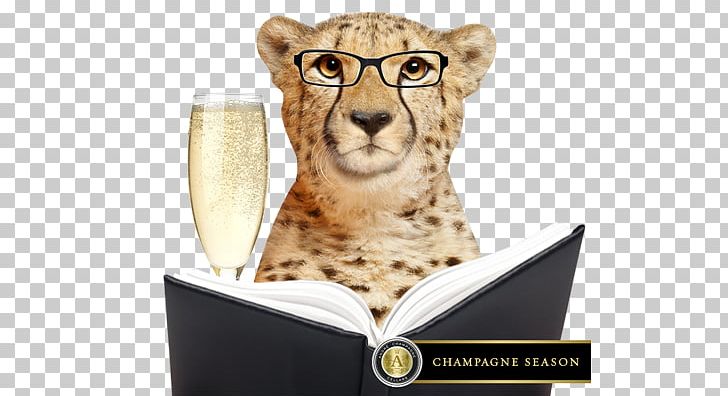 Champagne Cocktail Mimosa Lion PNG, Clipart, Big Cat, Big Cats, Brunch, Carnivoran, Cat Free PNG Download