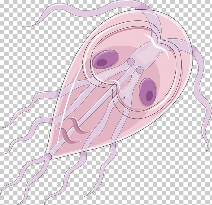 Insect Drawing Ear PNG, Clipart, Animals, Drawing, Ear, Giardia, Insect Free PNG Download