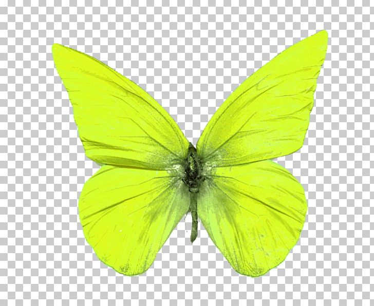 Pieridae Butterfly Brush-footed Butterflies Moth PNG, Clipart, Animal, Arthropod, Brush Footed Butterfly, Butterflies And Moths, Butterfly Free PNG Download